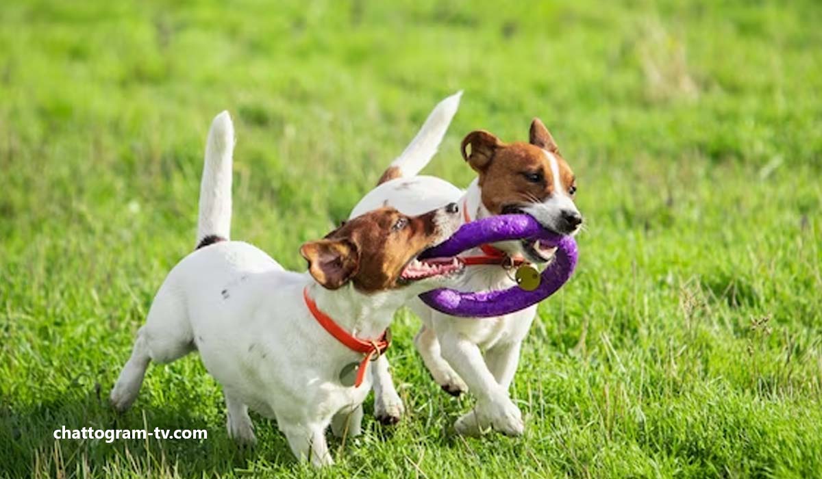 Squeaky Dog Toys: Your Ultimate Guide to a Quieter and Happier Pup