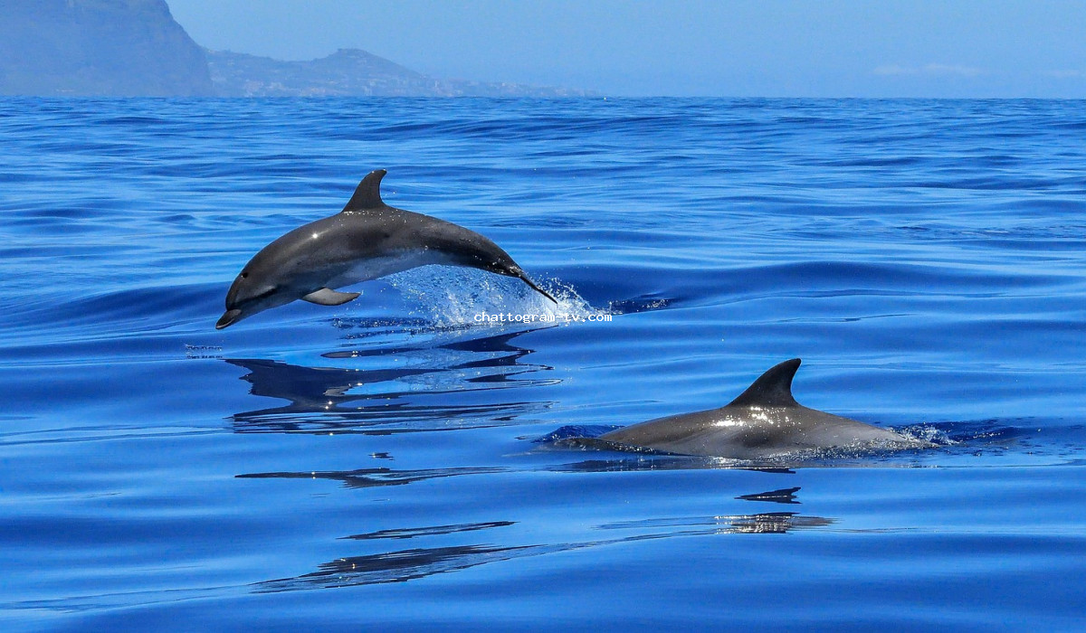Embark on a Magical Voyage with Chittagong's Aquatic Ambassadors: Dolphin Dreams